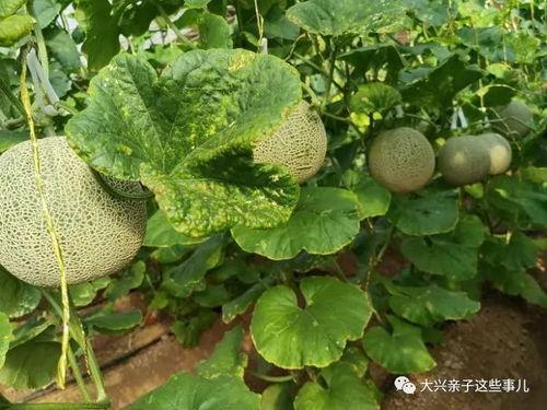 网红吃甜香蜜瓜,一瓜倾城，尽享甜香蜜瓜盛宴  第2张